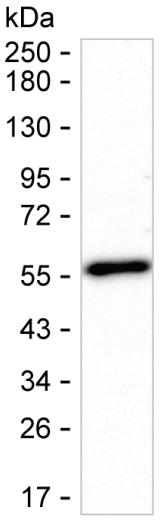 NUCB2